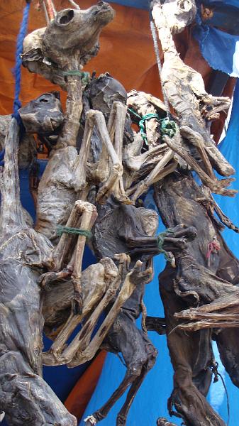 La Paz Steves (27).JPG